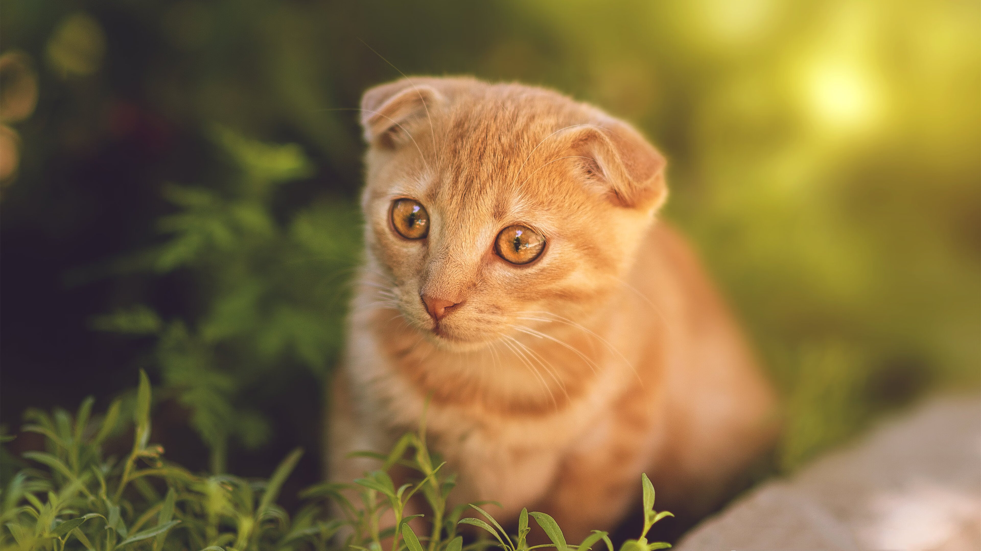 九游网页版入口-“最炫新星：年轻球员的爆发瞬间”，2020年轻球员排行榜