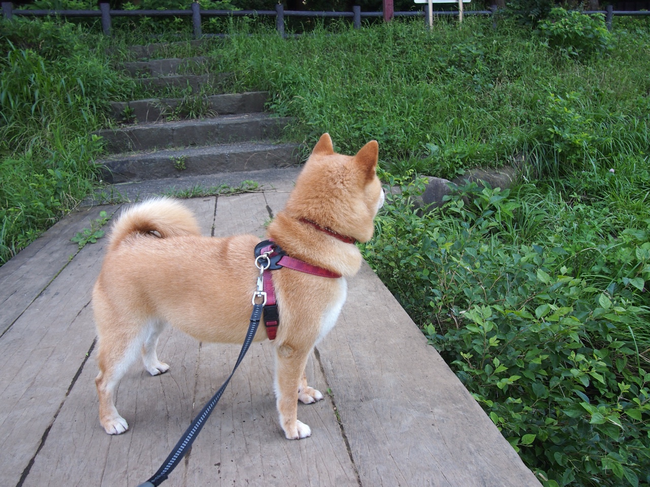 “智能引擎:科技革新引领新速度”,智能科技引领世界下联