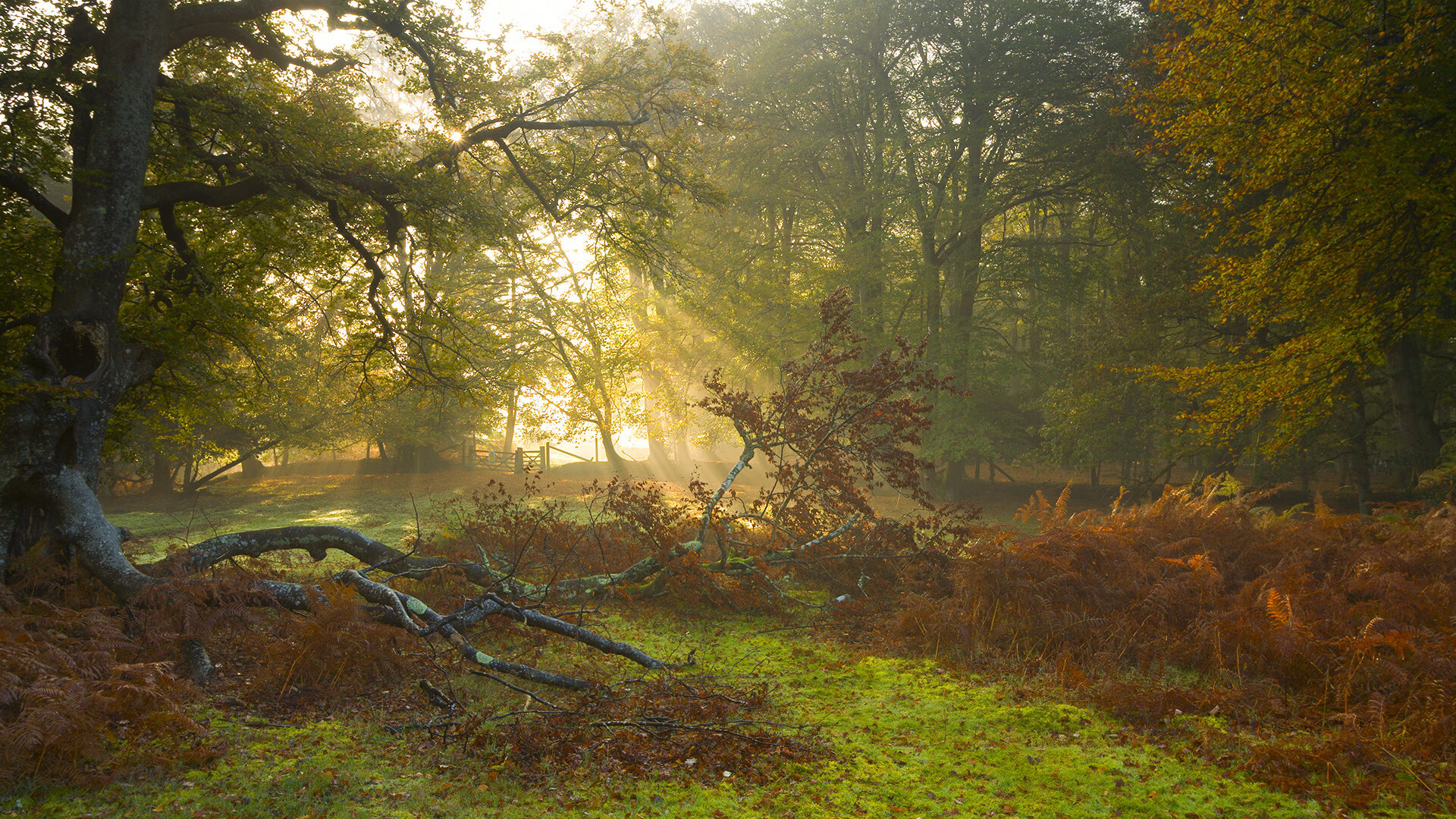 《电子竞技的“软实力”:团队精神与心理素质培养》,电子竞技与团队合作