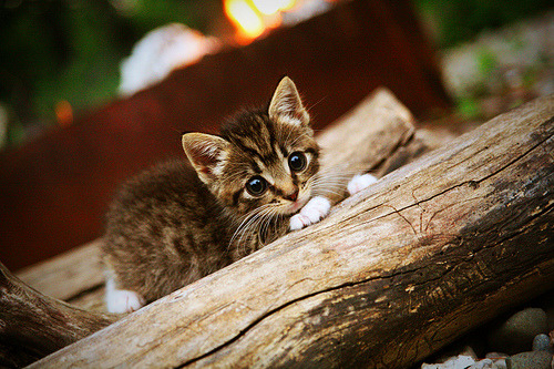 九游登录入口-举办国际瑜伽文化交流活动，促进全球合作，举办国际瑜伽文化交流活动,促进全球合作发展