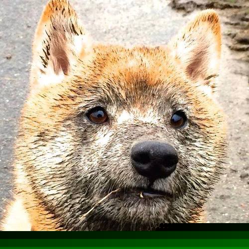 掘金球员开发社交APP“LockerTalk”,主打更衣室真实语音,掘金球员介绍