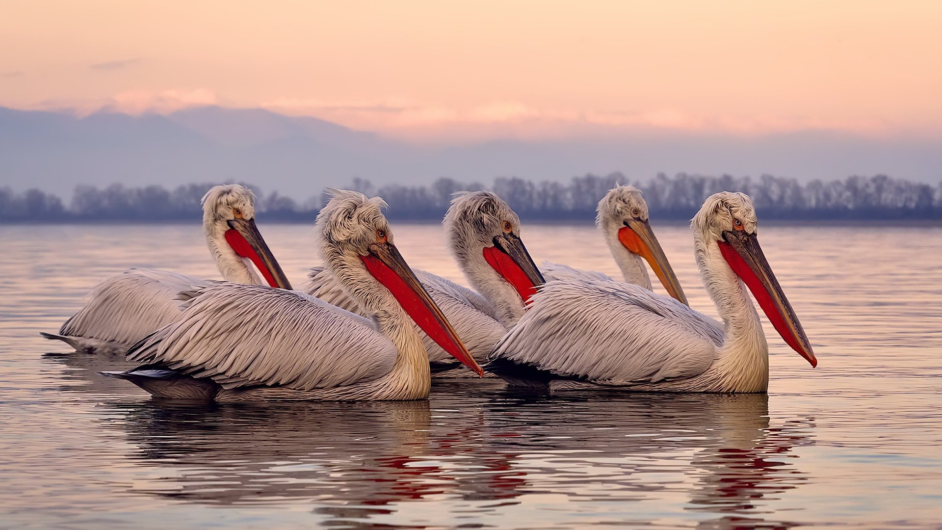 JiuyouAPP下载-最佳助攻：精彩传球瞬间让人叹服，足球最佳助攻