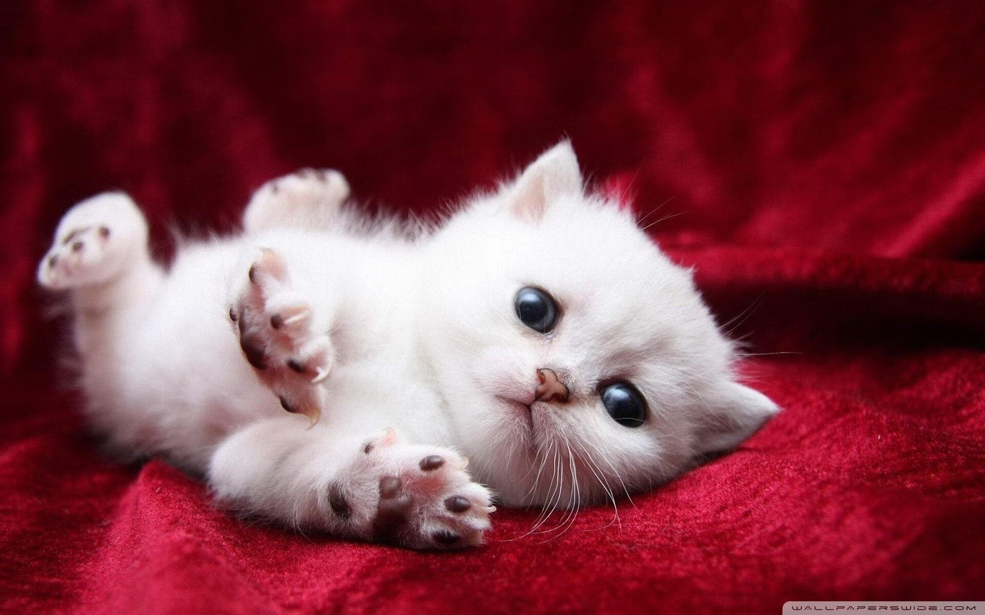 科技革新引领未来：自动驾驶与智能辅助在WRC的应用前沿，自动驾驶创新