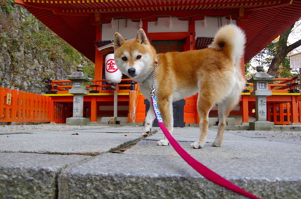 逆风而行:那些逆境中崛起的赫赫车手