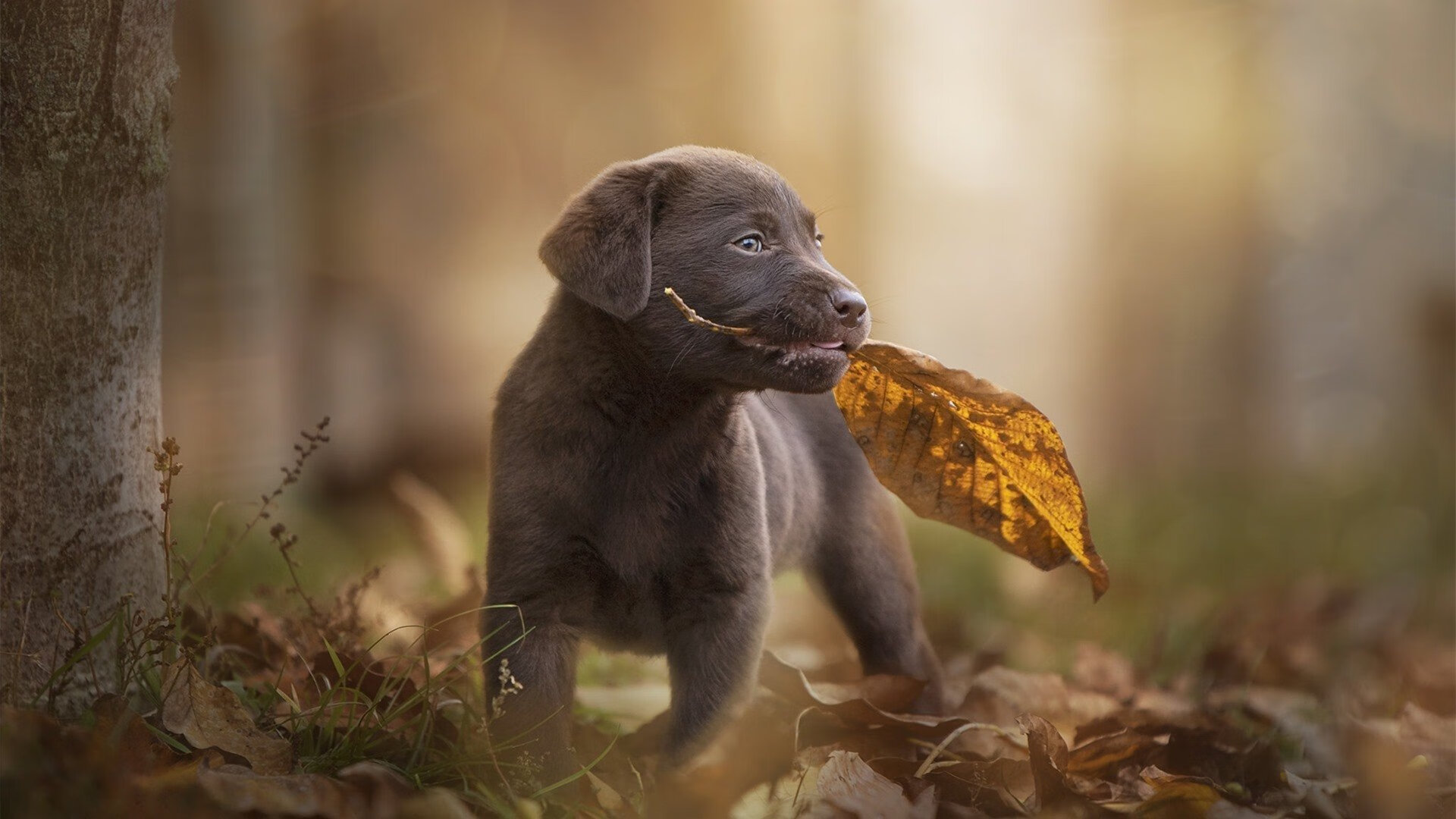逆境奋战：球队在困难时刻的拼搏精神，逆境中奋起