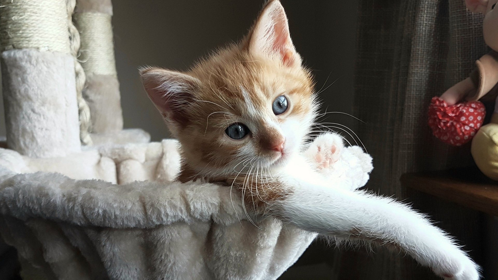 领袖球员:在欧冠舞台上的团队核心,欧冠领奖