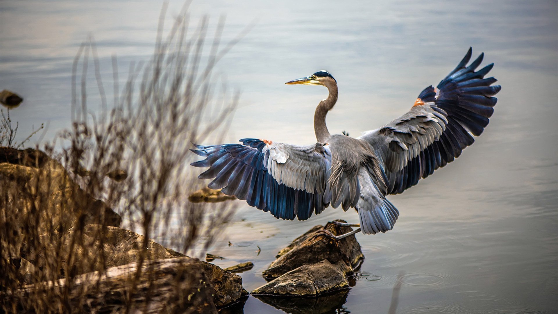 九游官网下载电脑版-Cloud9遭遇世界赛淘汰遗憾出局，cloud9冠军