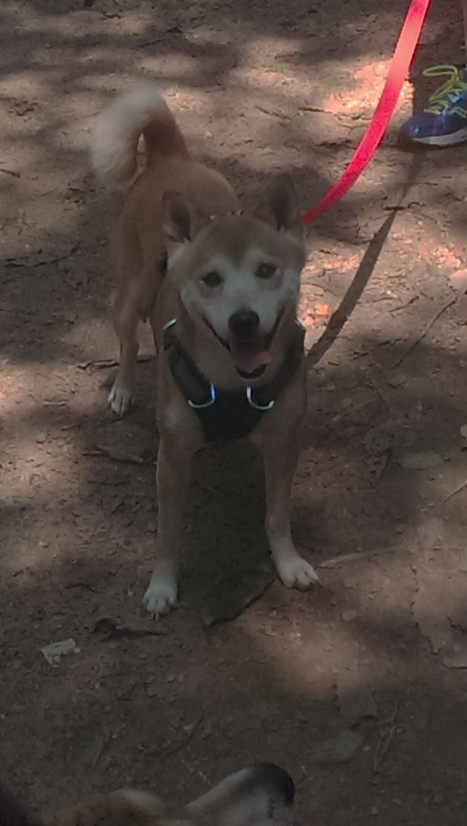 Cloud9遭遇世界赛淘汰遗憾出局,cloud9冠军