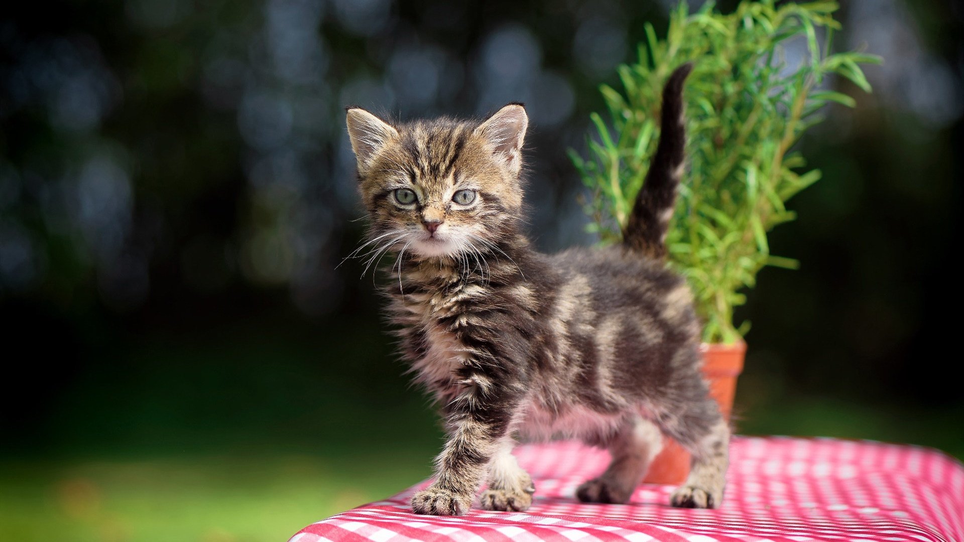 NBA总决赛湖人再胜勇士,nba总决赛2020湖人热火回放