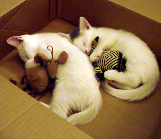 -中国足球引入AI健康监测技术，中国ai足球队