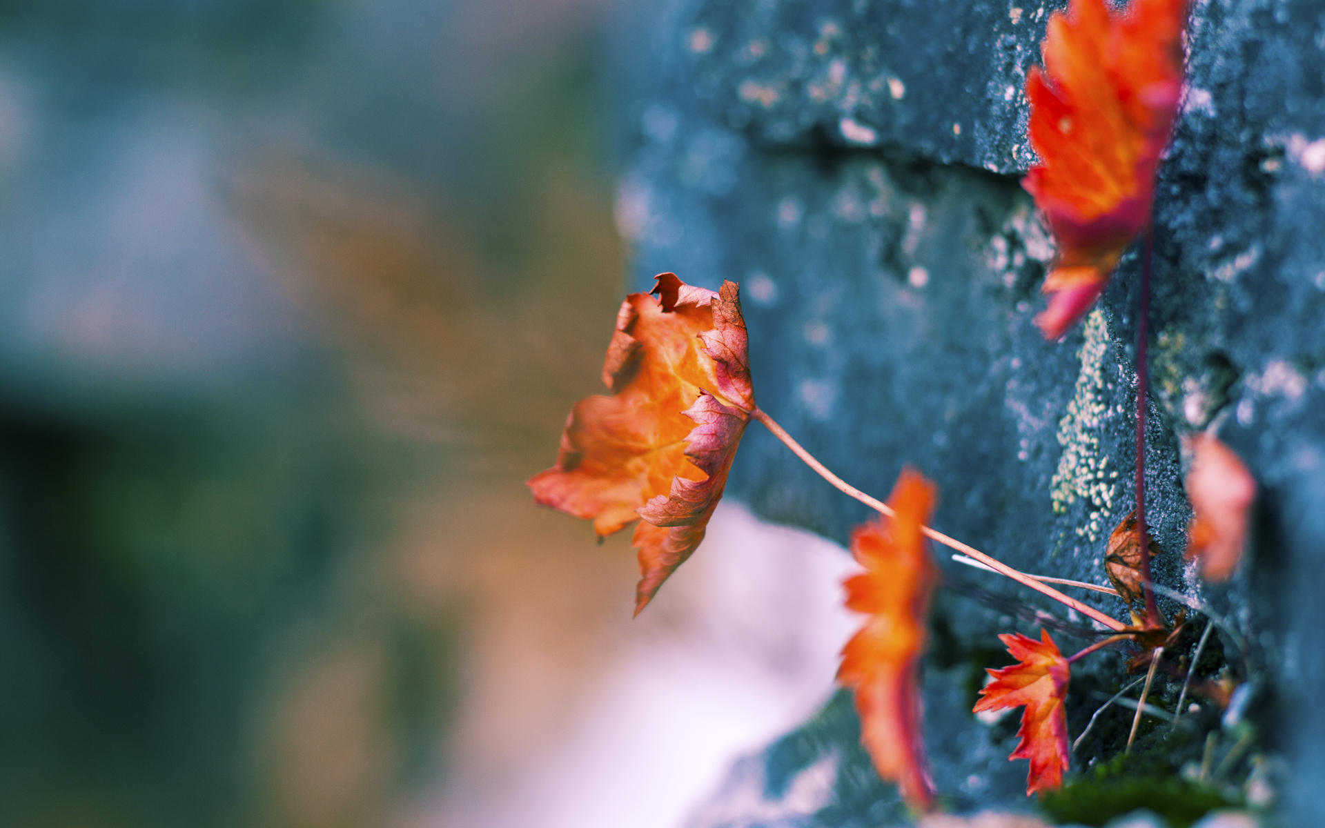 伊朗马术队在巴黎奥运会盛装舞步赛中获得第八名，成绩可圈可点。