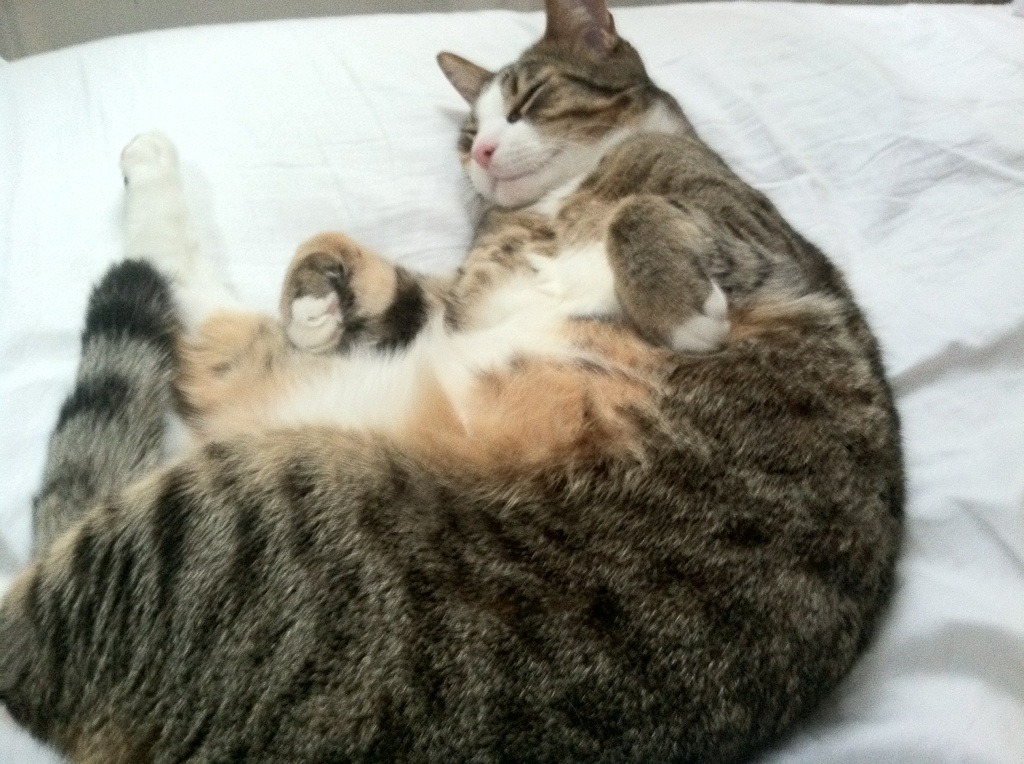 圣埃蒂安遭遇严重失利，球队士气受到打击，圣埃蒂安主帅