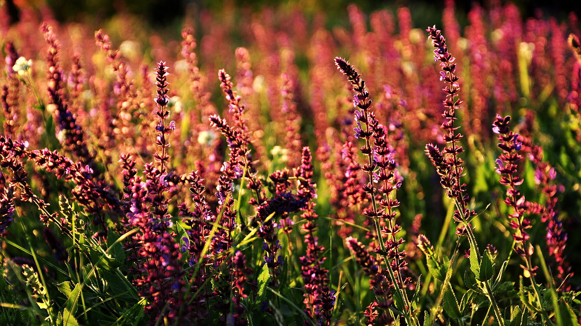 塞尔塔大翻盘，瓦伦西亚遭遇失利，瓦伦西亚和塞维利亚哪个城市更好