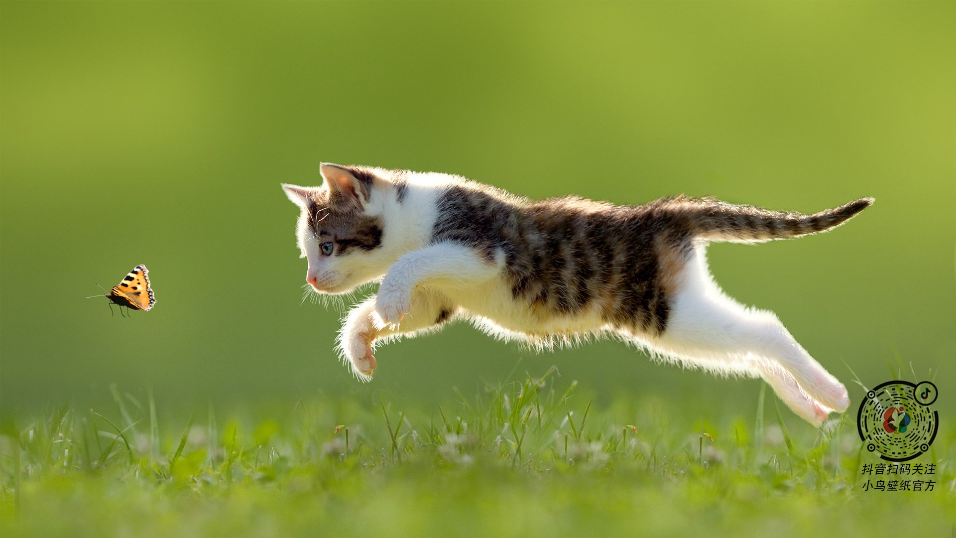 女足世界杯球队阵容深度分析,女足世界杯名次