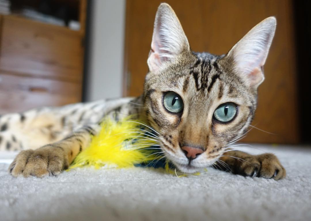 女王公园巡游者进攻端连连制造威胁,QPR期待翻身,女王公园巡游者历史球星