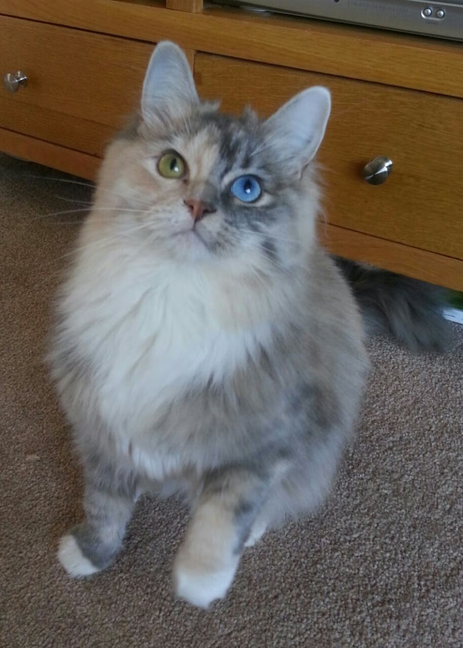 女子5000米世锦赛,中国选手跑出赛季最佳成绩,女子5000米世界纪录保持者