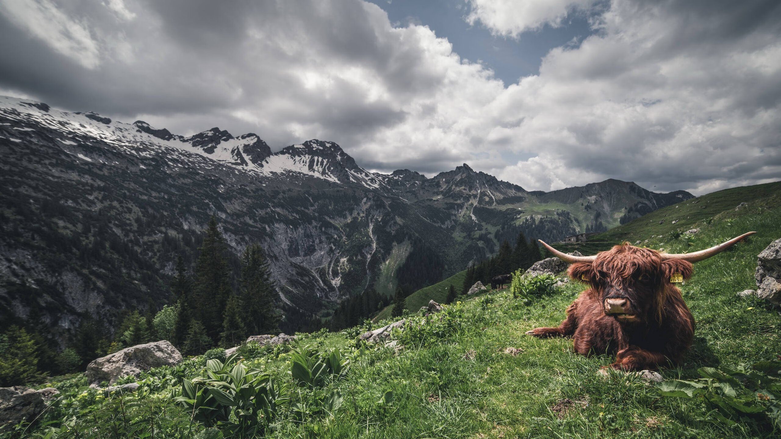巴黎球星受伤离场，或缺重要比赛，2021巴黎球员
