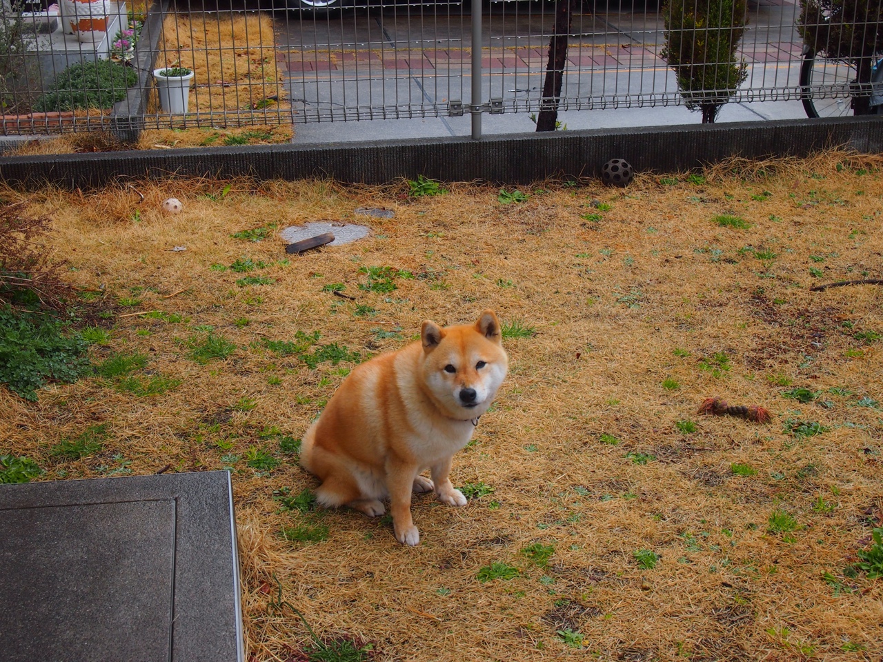 九游APP官网-猛龙队培养新星计划顺利，猛龙队新秀