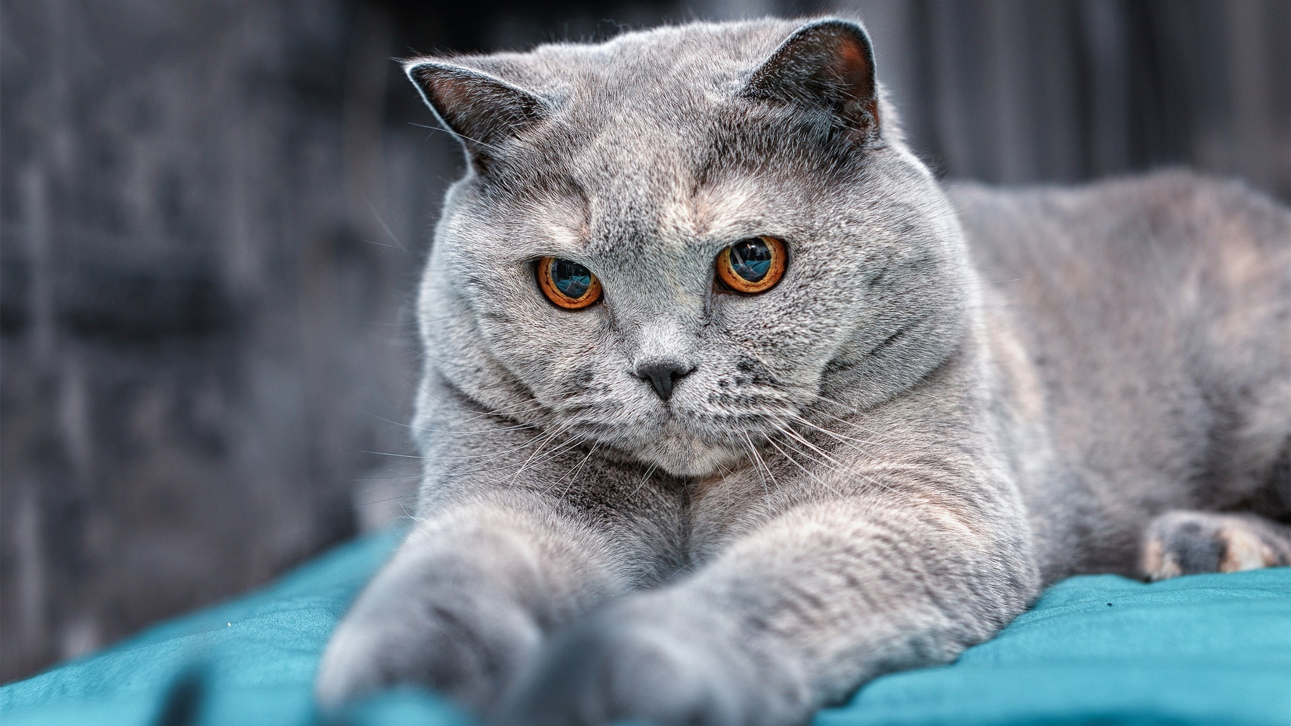 猛龙队培养新星计划顺利,猛龙队怎么样