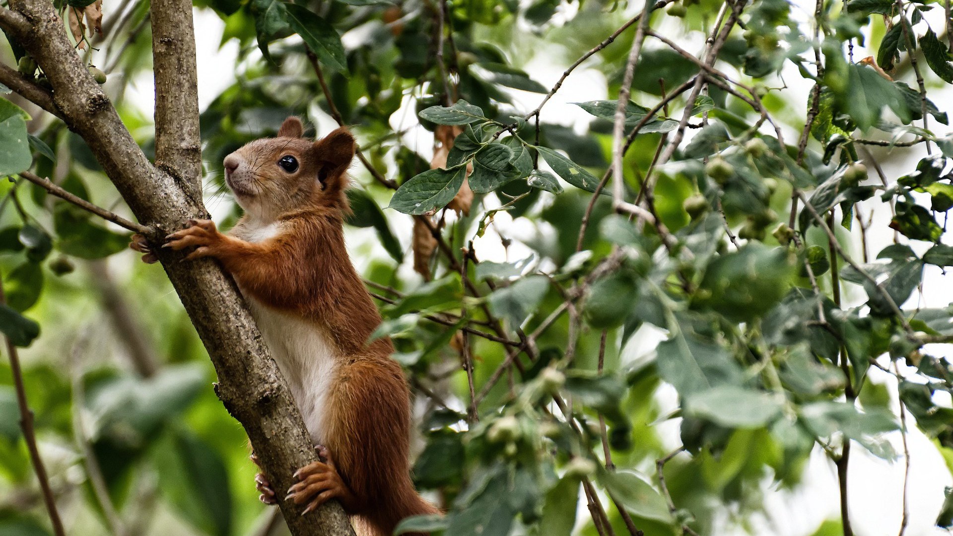 九游游戏中心官网-独立队队长续约成功，独立队ds
