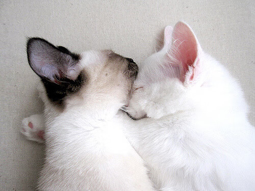 紧张足球比赛中球队士气高昂,取得胜利,紧张激烈的校际足球对抗赛结束之后