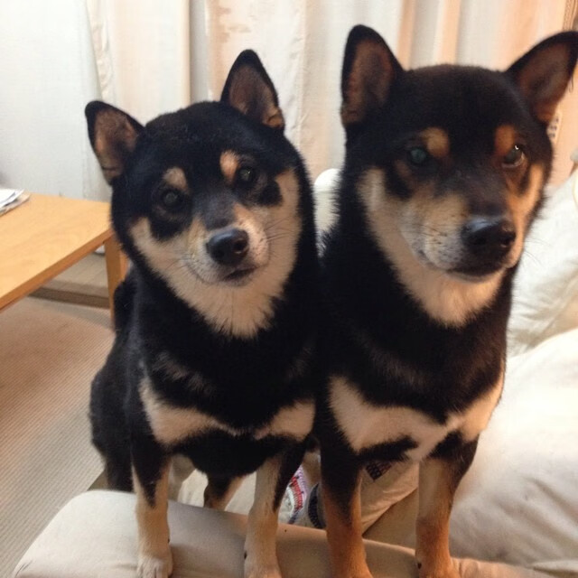 九游娱乐(jiuyou)官网-罗马主场-大胜莱切，豪取胜利，罗马球队比赛