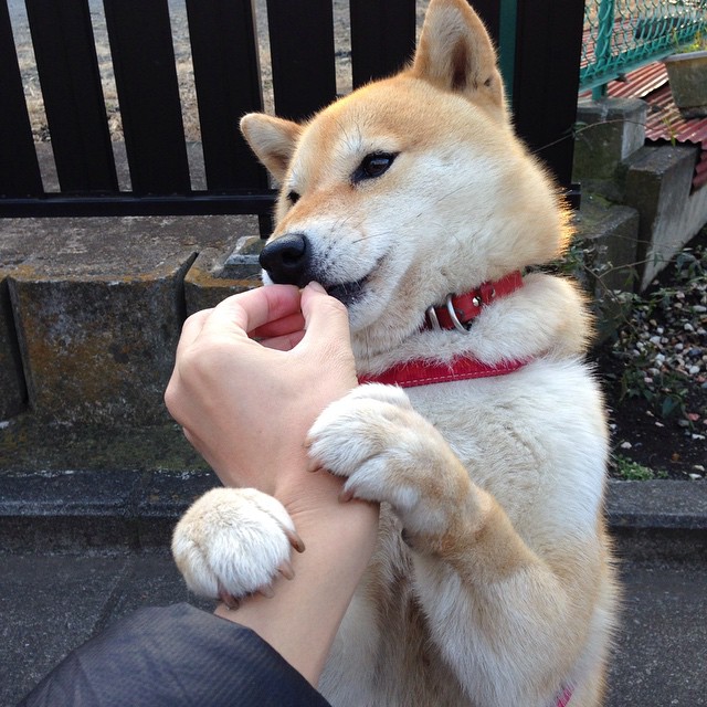 JiuyouAPP下载-荷兰女足未能卫冕奥运金牌，德国队夺冠，荷兰女足被淘汰