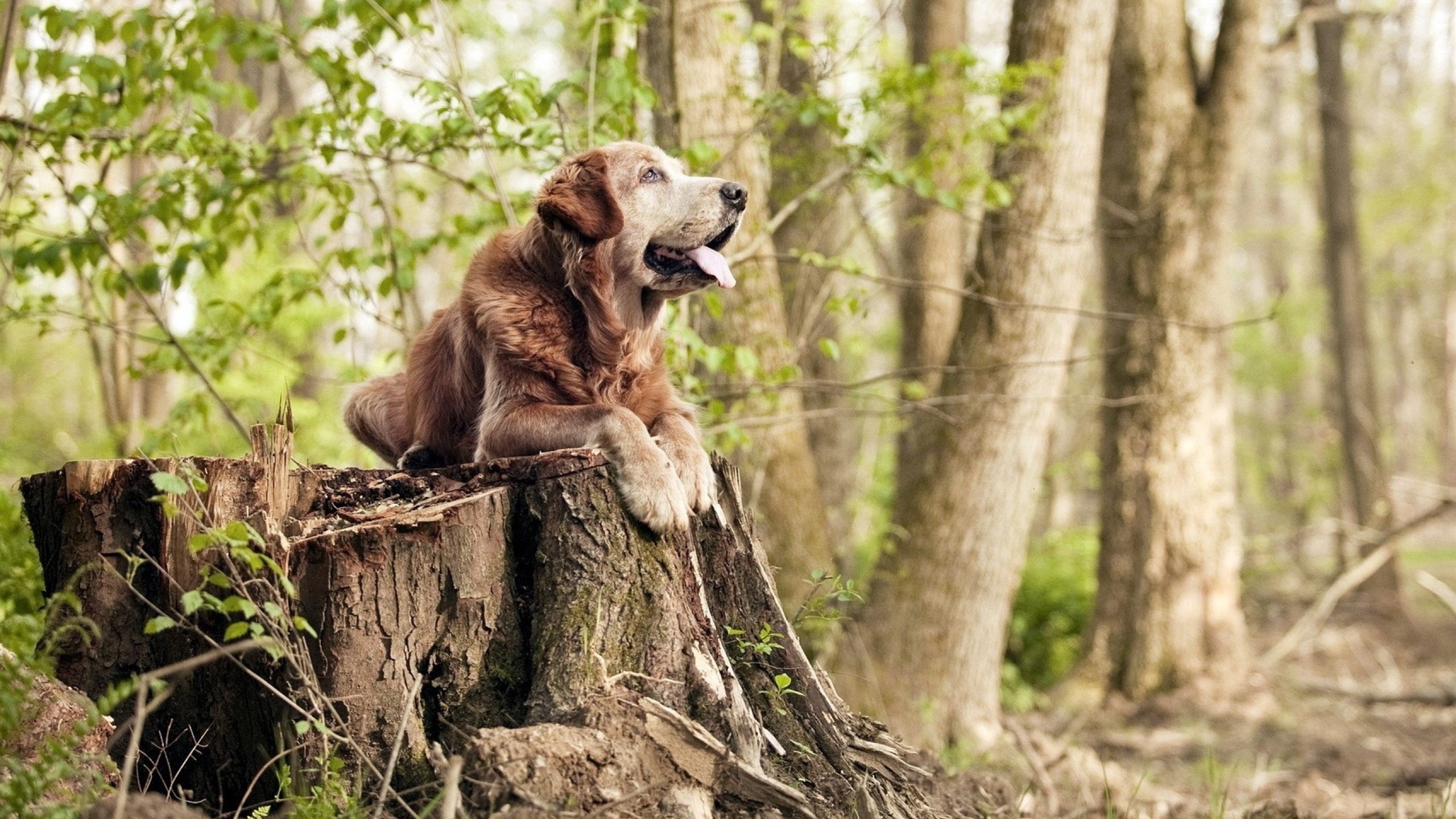 中国篮球俱乐部品牌建设实践探讨,篮球俱乐部企业概况