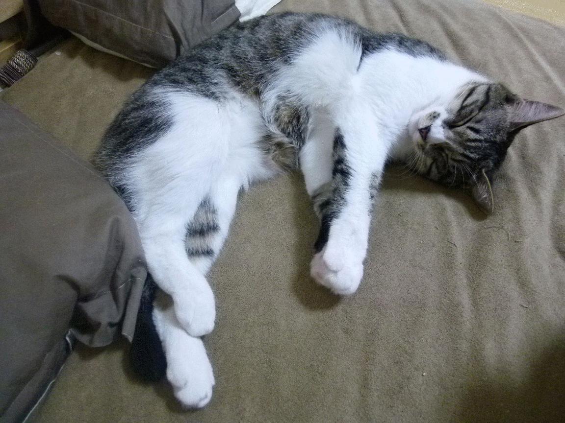 中国青少年篮球推广策略与校园篮球发展,中国青少年篮球的发展方向