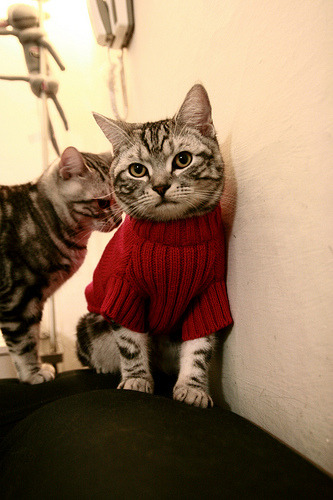 全球关注：世俱杯赛场上的精彩瞬间回顾，世俱杯比赛结果