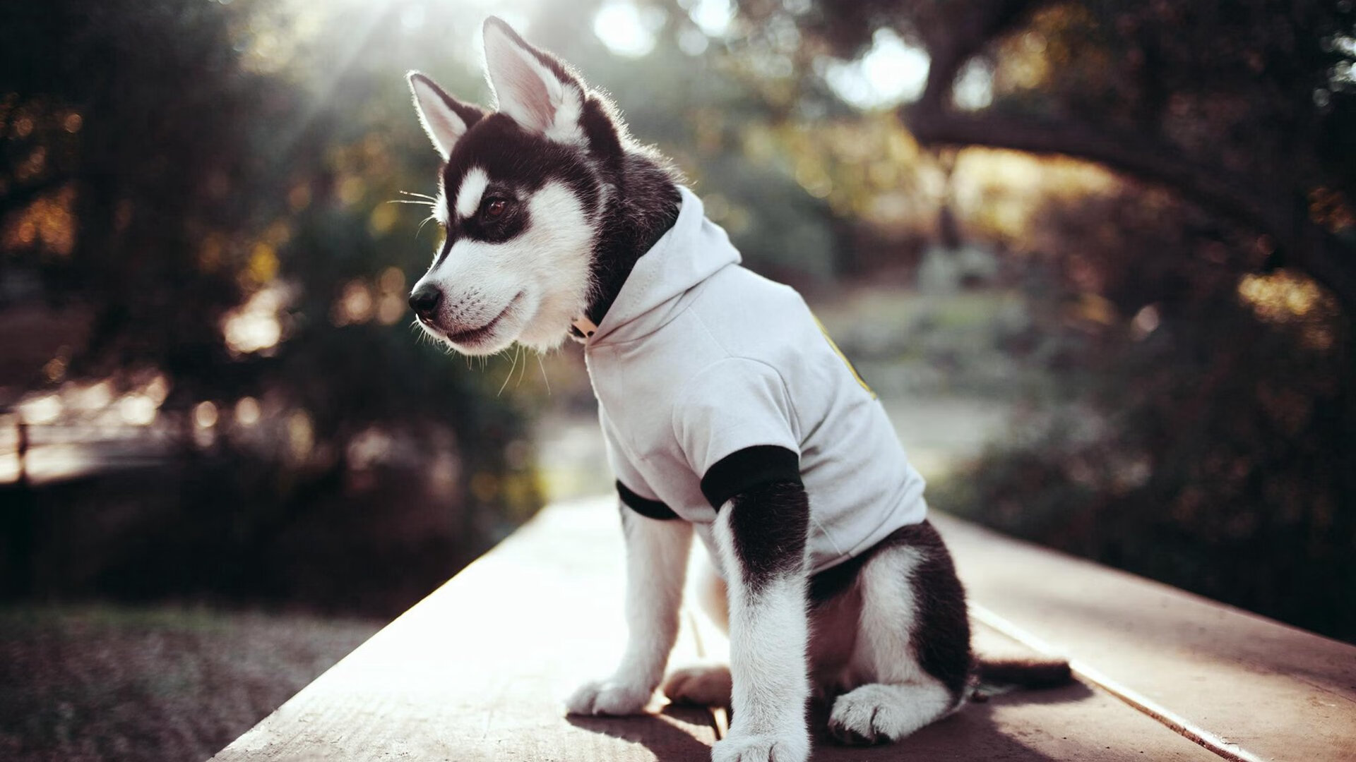 英超赛季中期体能衰减趋势与恢复干预效果评估，英超身体素质