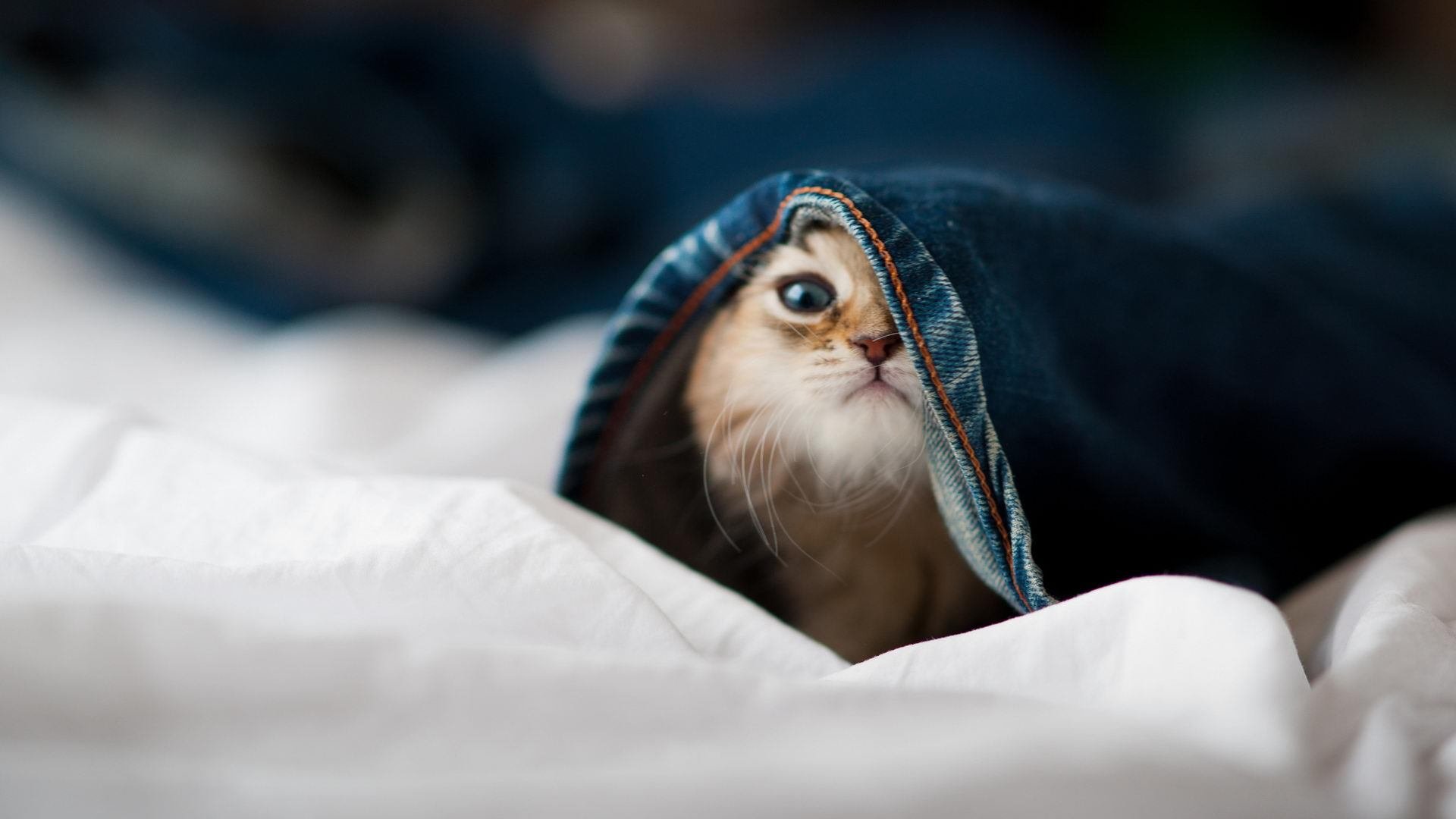 中国女队强势冲金 引外媒关注,中国队女篮赛程