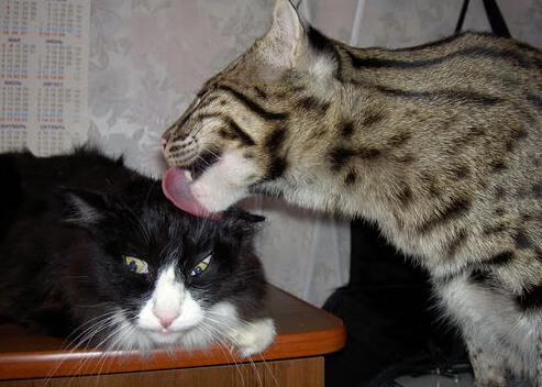 体育新闻中心构建面向国际的赛事快讯发布机制,体育新闻_社会新闻_国际新闻