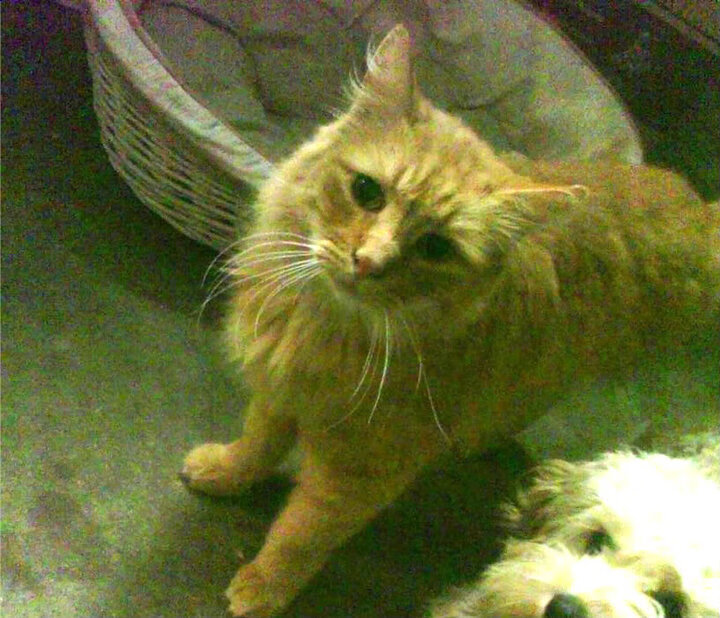 九游游戏中心官网-山西龙狮整体配合逐渐流畅打出团队篮球，龙狮篮球俱乐部官网