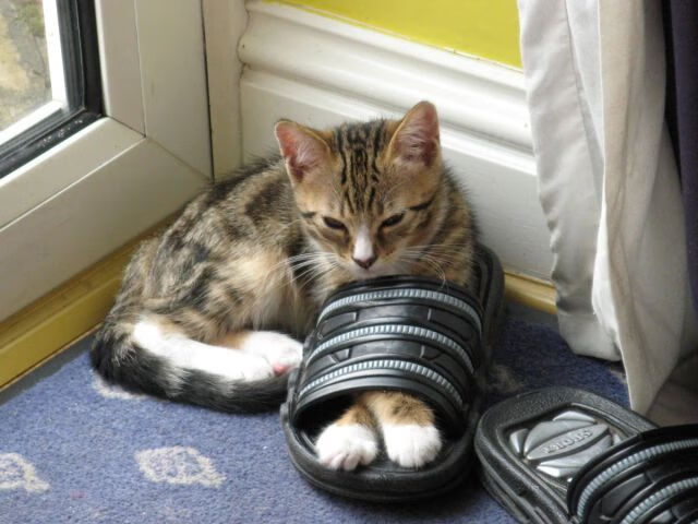 教练组是否应该专门设立节奏教练，教练组是否应该专门设立节奏教练机构