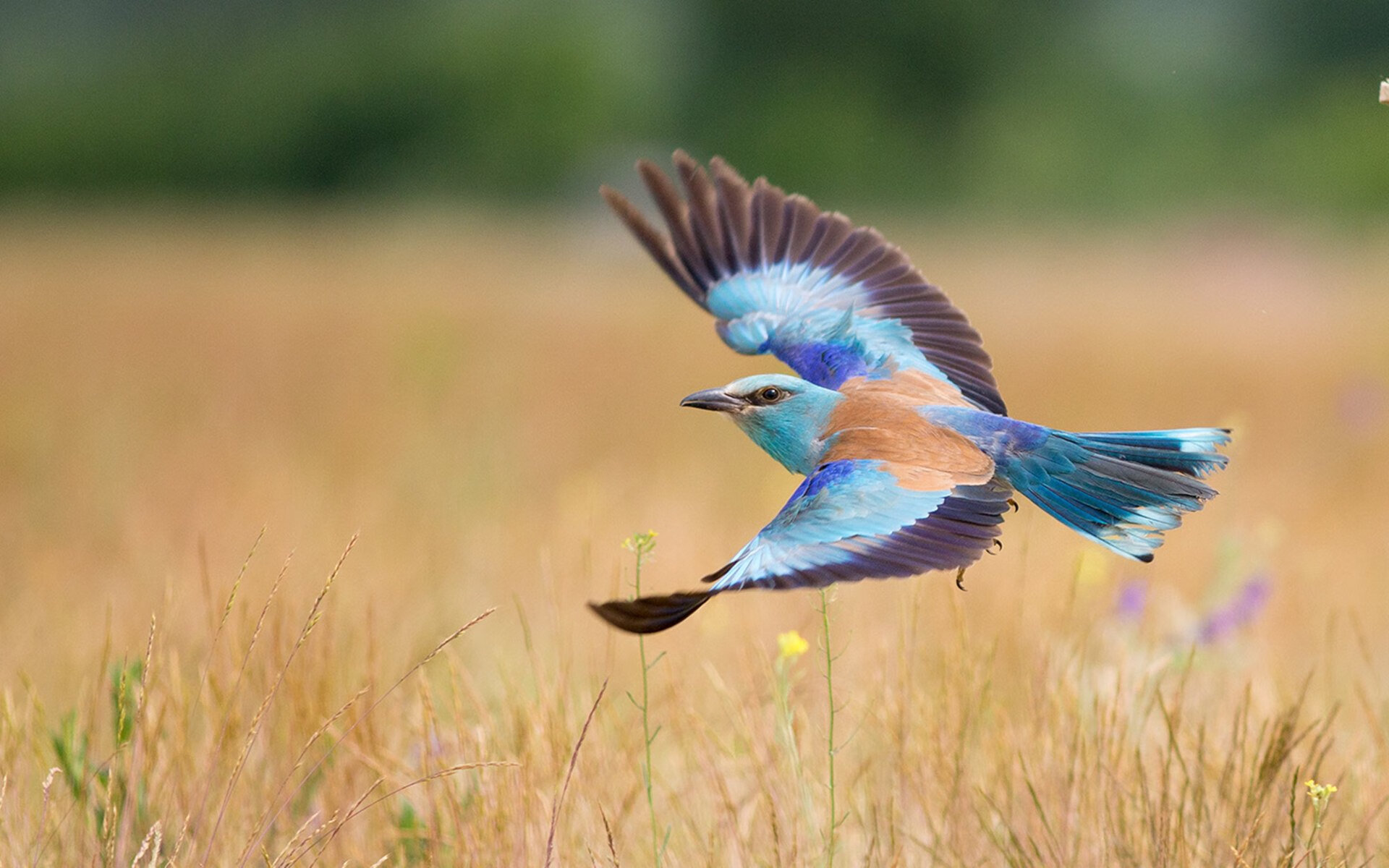 “华金·托比利亚的传球精确与防守力,助力美洲狮队屡创佳绩”