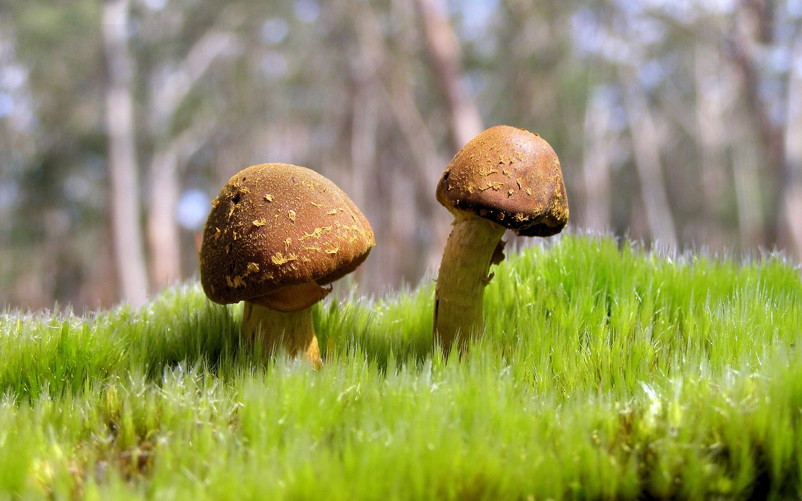 巴西队在南美预赛中保持领先,出线希望巨大