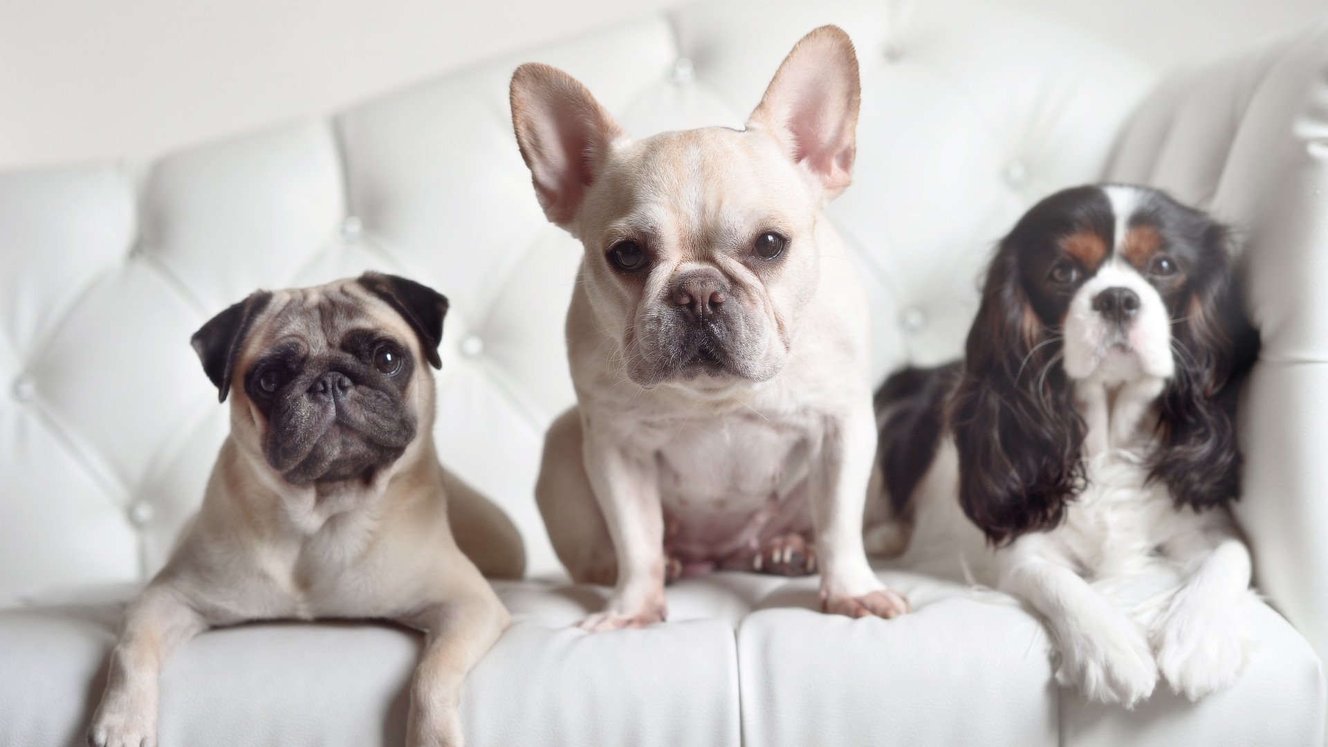 九游网页版官网入口-意甲精彩瞬间：场上场下激情四溢！，意甲 视频