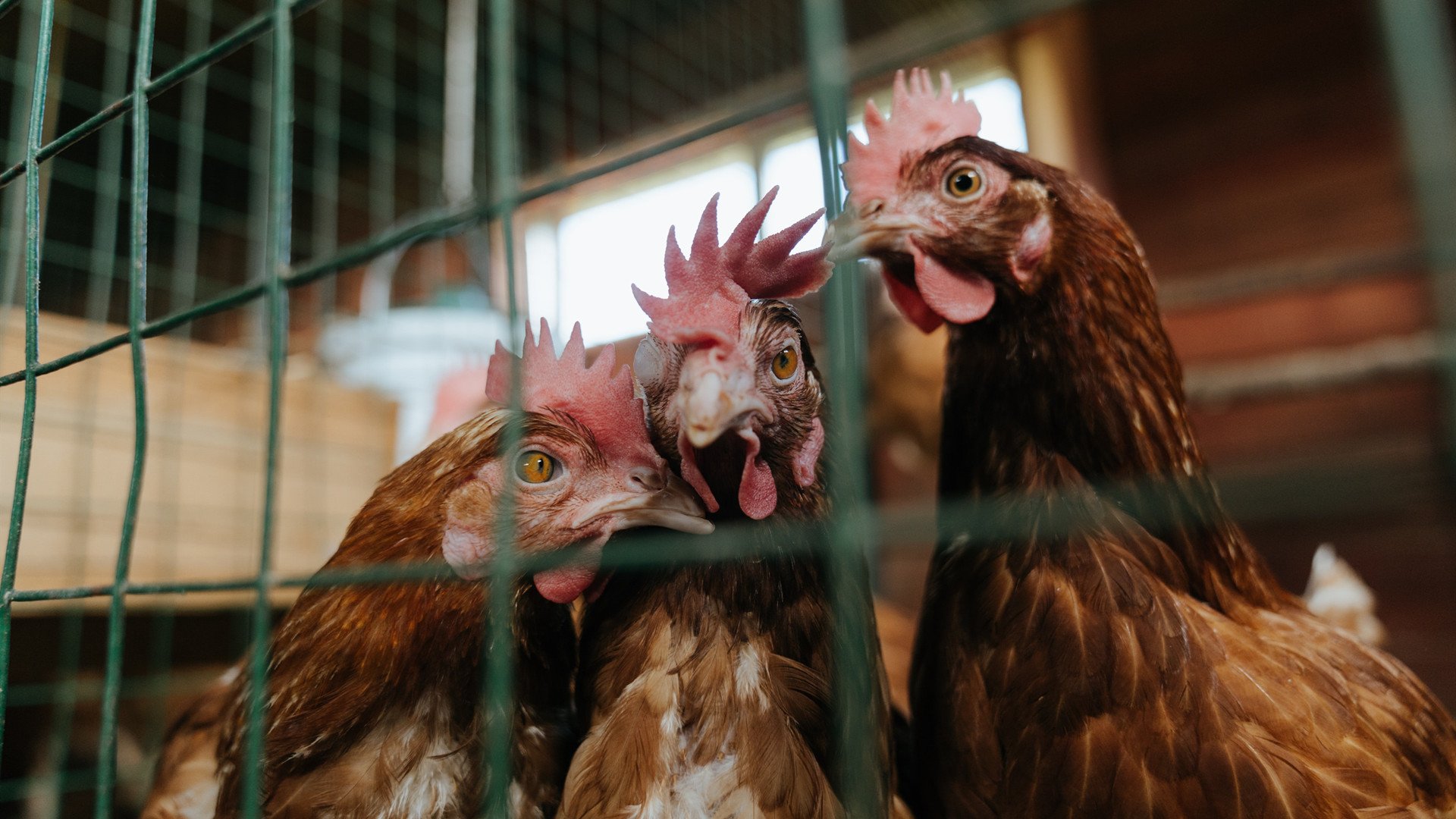 步行者侧翼球员命中率提升外线威胁增强,步行者cj